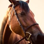 Benefits and Basics of Horse Boarding: Essential Guide for Enthusiasts